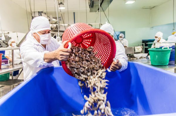 Buscarían en otro país asiático un nuevo mercado para exportar camarón hondureño, según Senasa